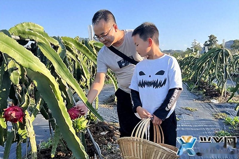 水果采摘园：自然之魅，休闲之旅